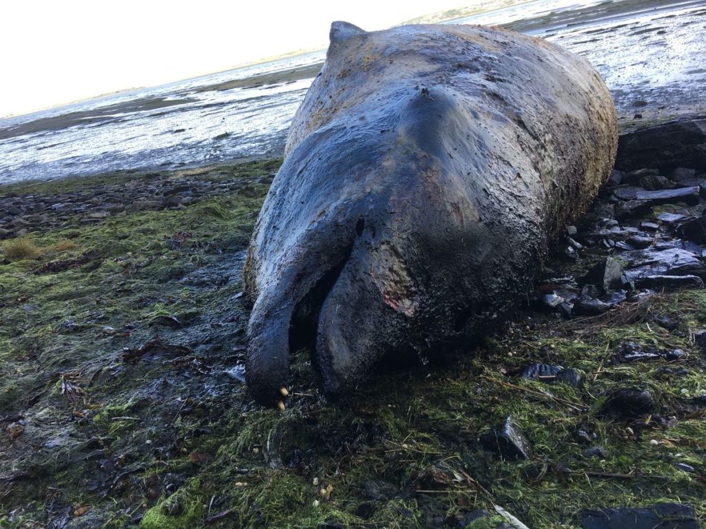 Beached Whale on Cummeen Strand