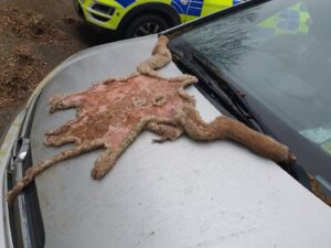 Slaughtered Lamb in Sligo