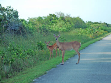 Motorists in North West urged to be vigilant of deers