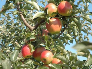 Apple Harvest Day returns to Rossinver