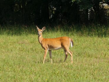 Consultation launched in response to a rise in deer population