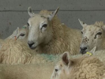 Local Farming official calls for stronger measures to prevent dog attacks on sheep