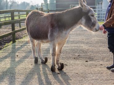 ISPCA rescue three donkeys in a severe state