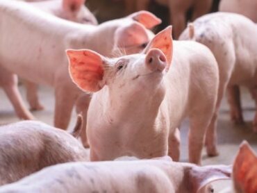 Pig farmers step up protests