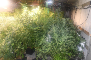 Estimated €227,200 worth of cannabis seized in Charlestown