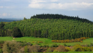 Local forestry representative expresses concern about Coillte/ Gresham House merger
