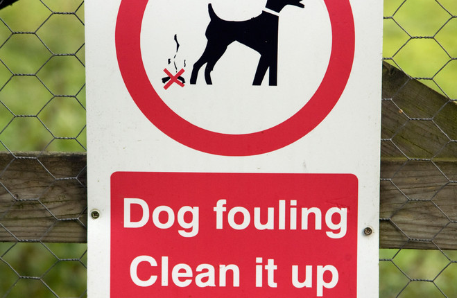 Sligo Councillor claims better education to curb dog fouling
