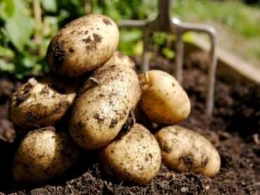 Organic Centre to host potato day