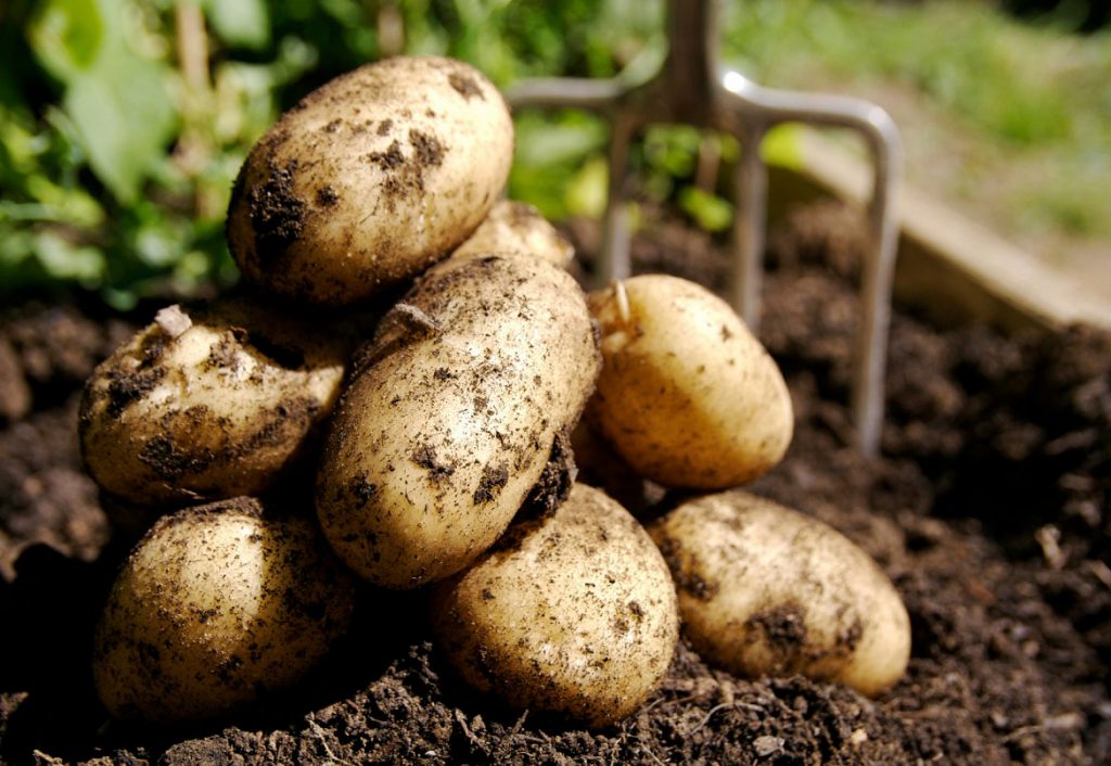 Organic Centre to host Potato Day
