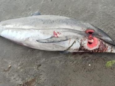Dead dolphin discovered on Sligo shoreline