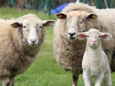 Sligo farmer counting the cost following overnight sheep attack