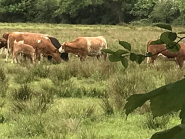 Sligo farming official says there is no need for farmers to panic after the latest detection of BSE