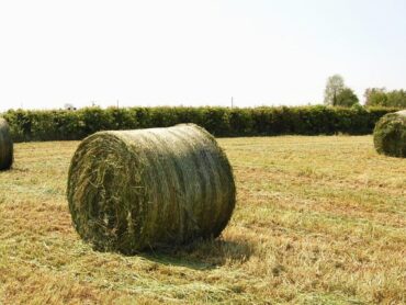 Quality of silage in Leitrim sparks concern