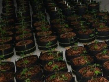 Gardai praised following discovery of massive growhouse in Donegal Town