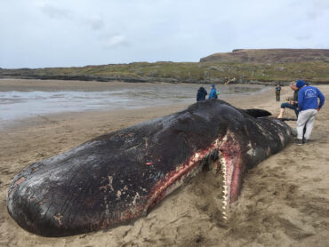 Removal of whale from south Donegal beach underway