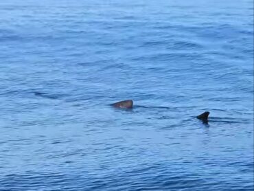 Basking sharks spotted off north Sligo coast