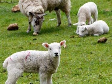 Leitrim farmers frustrated over paperwork with Sheep Welfare Scheme