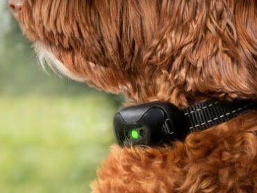 Shock collar ban welcomed locally