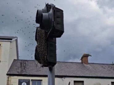 Swarm of bees in Sligo Town on World Bee Day